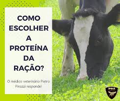 Como escolher a proteína da ração de vacas leiteiras?