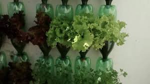 Horta sustentável: Como plantar Alface na Garrafa PET \0/ - Aposentados Jundiaí