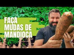 Como fazer muda de mandioca e não errar mais