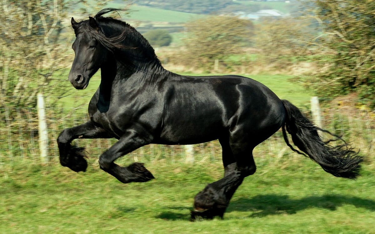 Diversidade de Raças de Cavalos em um rodeio country