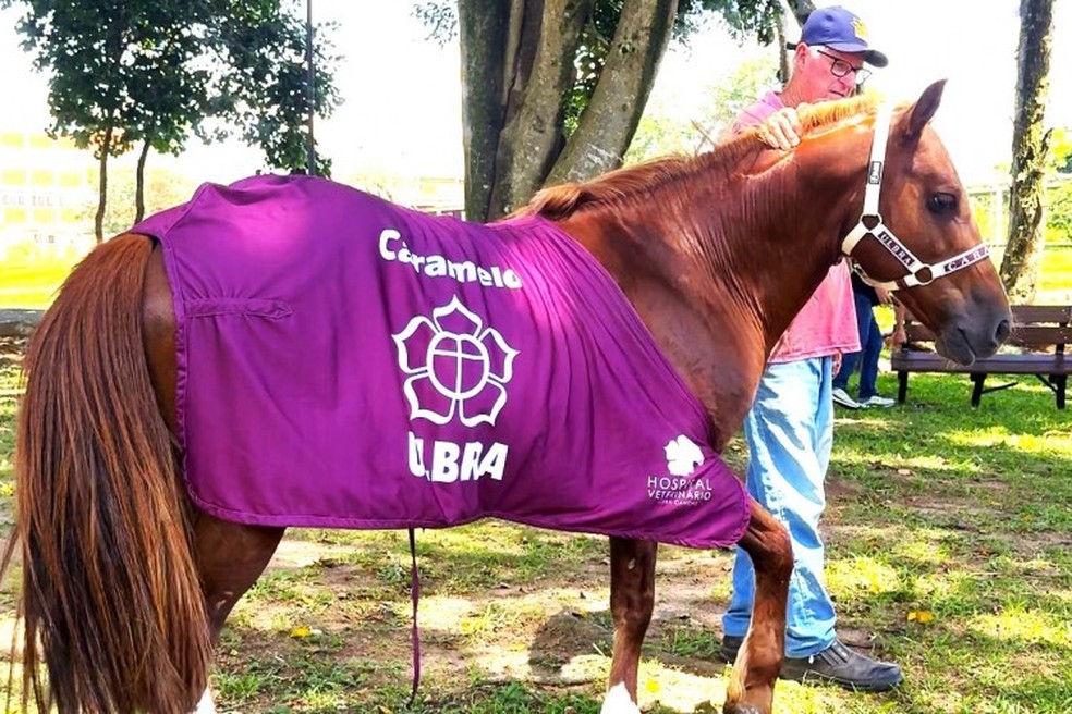 Cavalo caramelo como animal de estimação na fazenda