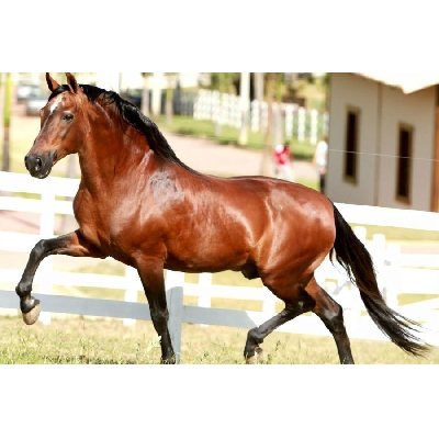 Cavalos Mangalarga Marchador em um pasto verde sob o sol, mostrando sua beleza e agilidade.