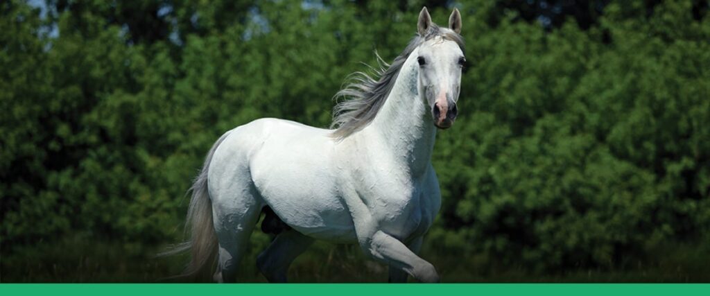 Cavalo de competição em um campo country