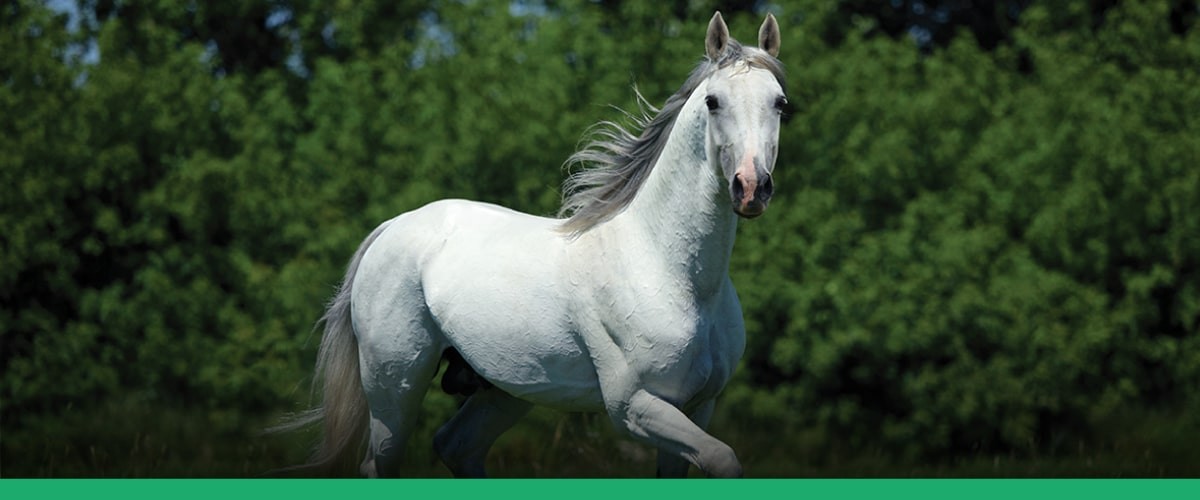 Cavalo de competição em um campo country