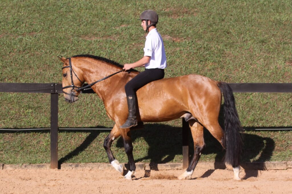 Cavaleiro montando um cavalo em uma paisagem country.