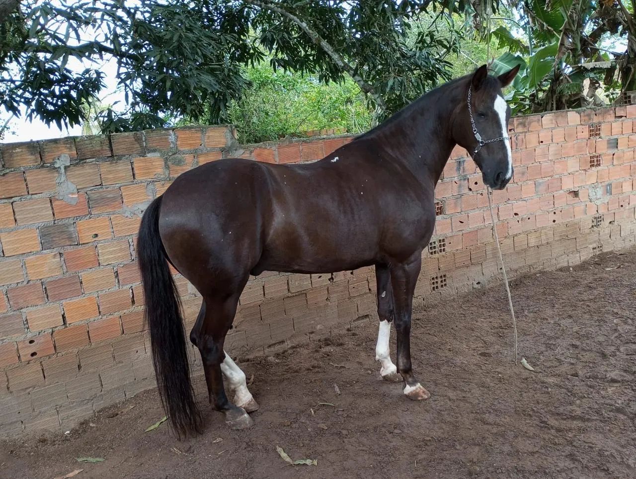 Cavalo de vaquejada pronto para a competição, mostrando sua força e agilidade em um cenário de campo.