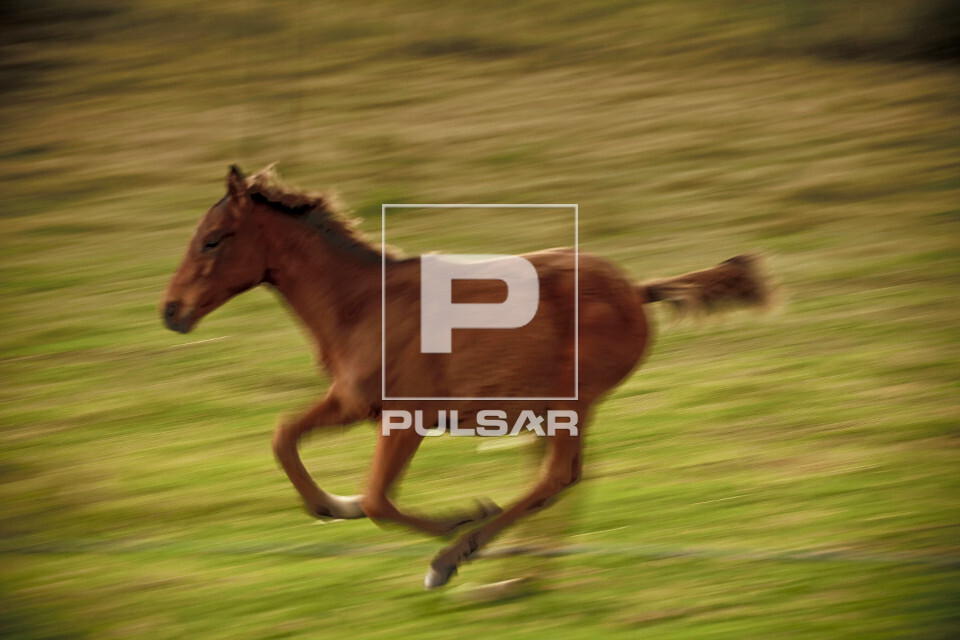 Cavalo Puro Sangue Inglês em estância rural no Uruguai