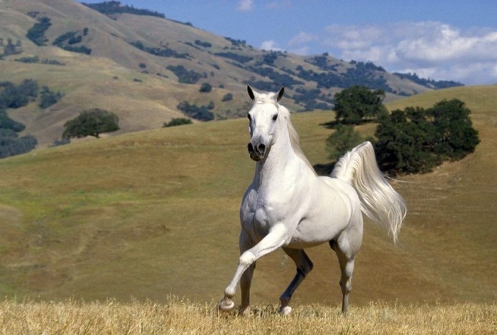 Fazenda de criação de cavalos com belos estábulos e paisagens rurais.