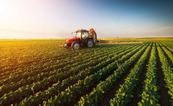 Atividades rurais em uma fazenda country, com gado pastando e plantação ao fundo.
