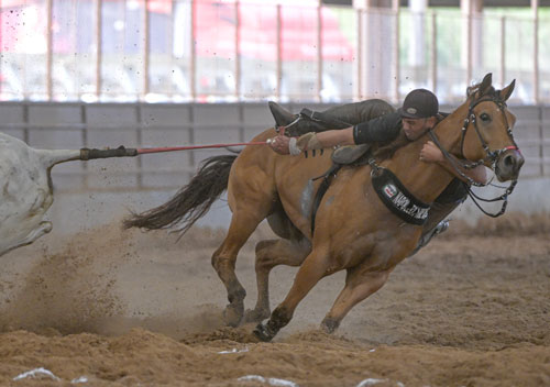 Cavalo e vaqueiro durante uma competição de vaquejada, demonstrando técnicas e habilidades.