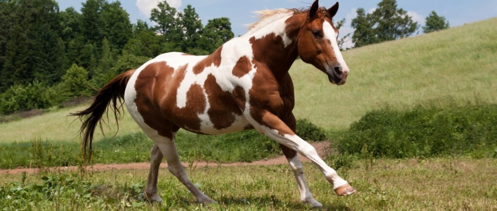 Cavalo Paint Horse em um campo aberto