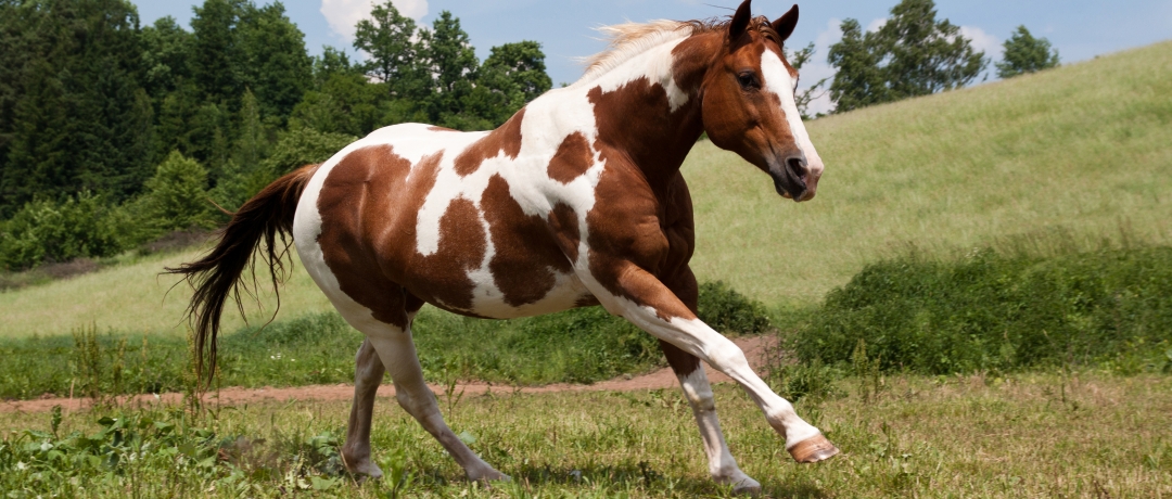 Cavalo Paint Horse em um campo aberto