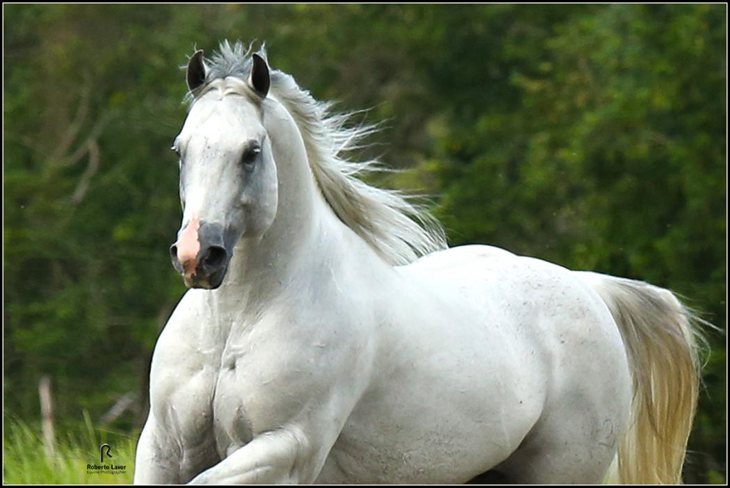 Cavalo Quarto de Milha em um prado verde, mostrando sua beleza e força.