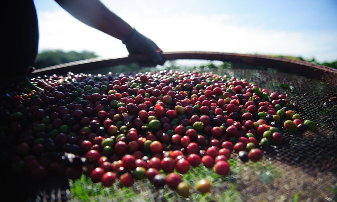 Plantação de Café em uma Fazenda Country