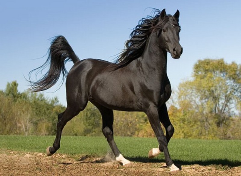 Cavalo de Puro Sangue Árabe em pastagem verde sob o sol