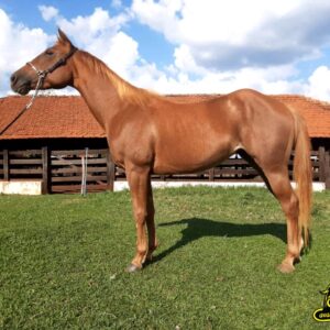 Cavalo Quarto de Milha em ambiente rural.