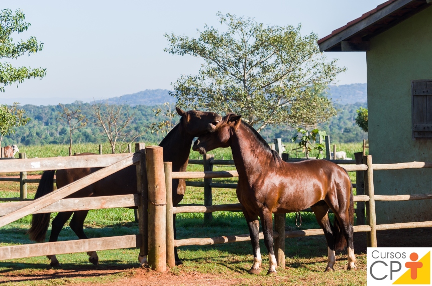 Cavalo Mangalarga Marchador em um campo aberto com pastagens verdejantes