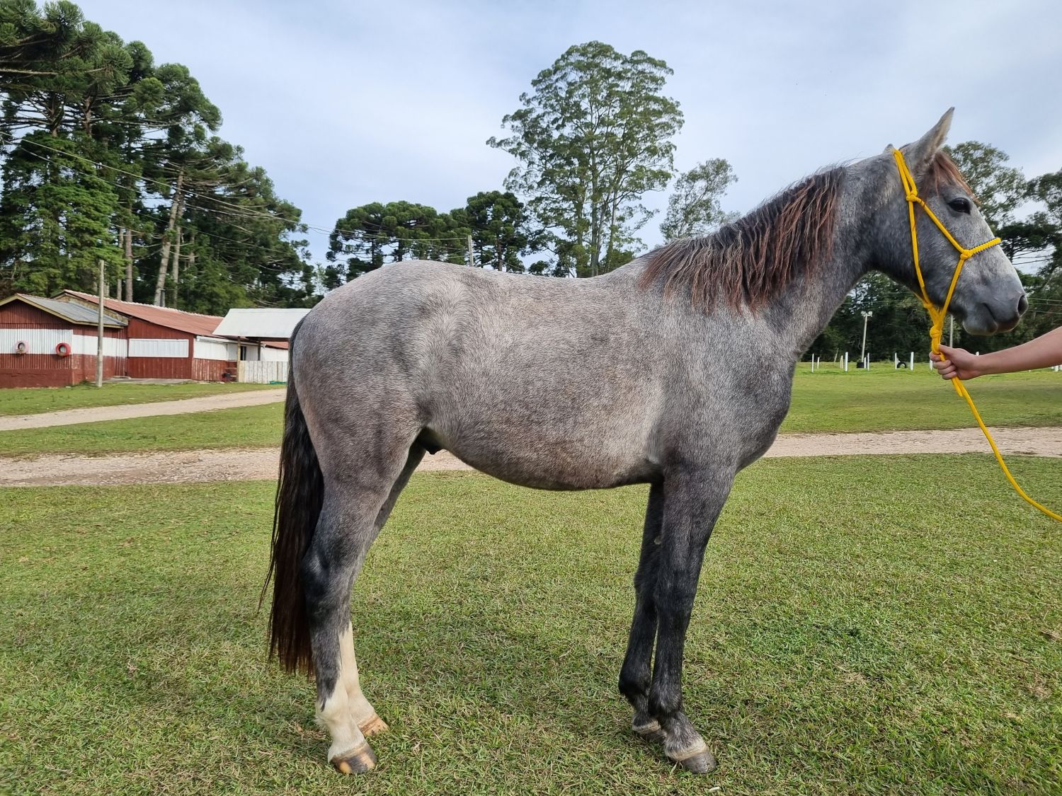 Cavalo Mangalarga Marchador em um campo aberto