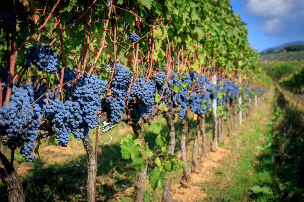 Vinhedos na Itália durante a colheita de uvas