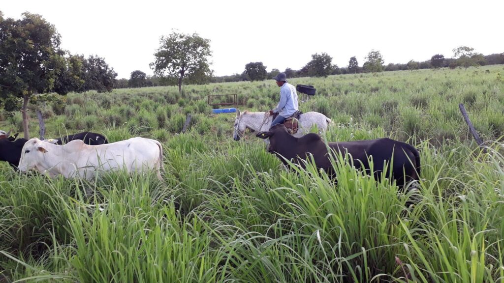 Uma bela fazenda country com gado pastando em um campo verde sob um céu azul.
