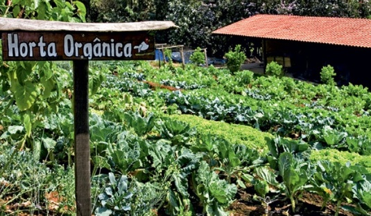 Horta orgânica vibrante com diversos vegetais saudáveis em um campo country.