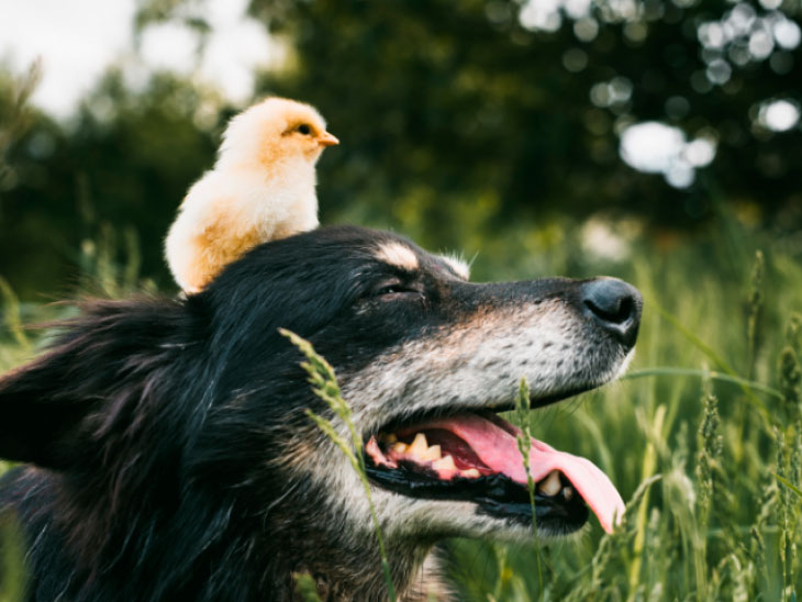 Cães e outros animais de estimação felizes em um campo aberto, vivendo em harmonia com a natureza.
