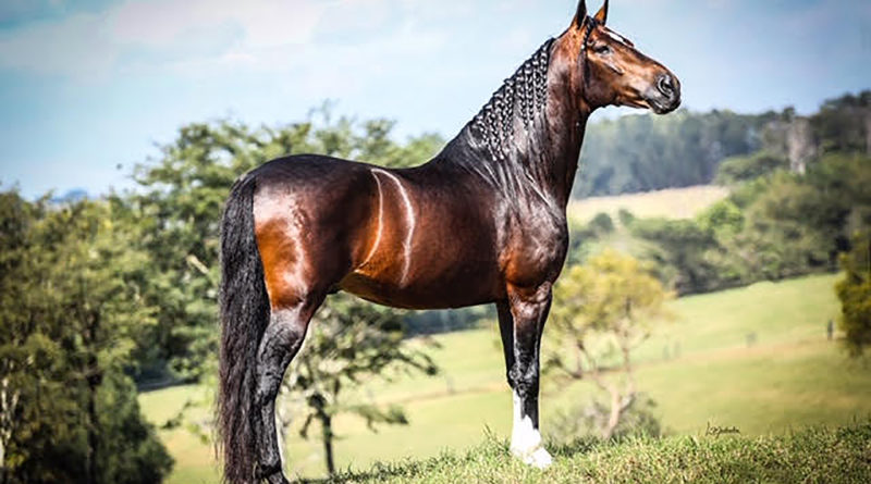 Cavalo Mangalarga Marchador em um campo verde, representando a beleza e a força da raça brasileira.
