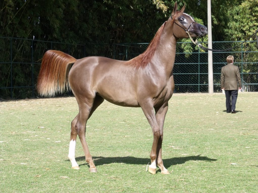 Um majestoso cavalo puro sangue em um cenário country