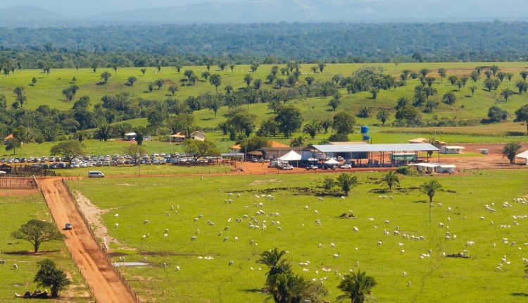 Um campo vasto sob um céu azul, com uma fazenda tradicional ao fundo e animais pastando, simbolizando a vida rural e a conexão com a natureza.