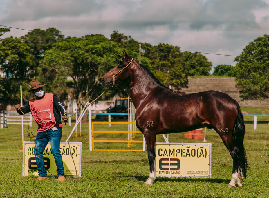 Cavalos Mangalarga Marchador em exposição na natureza