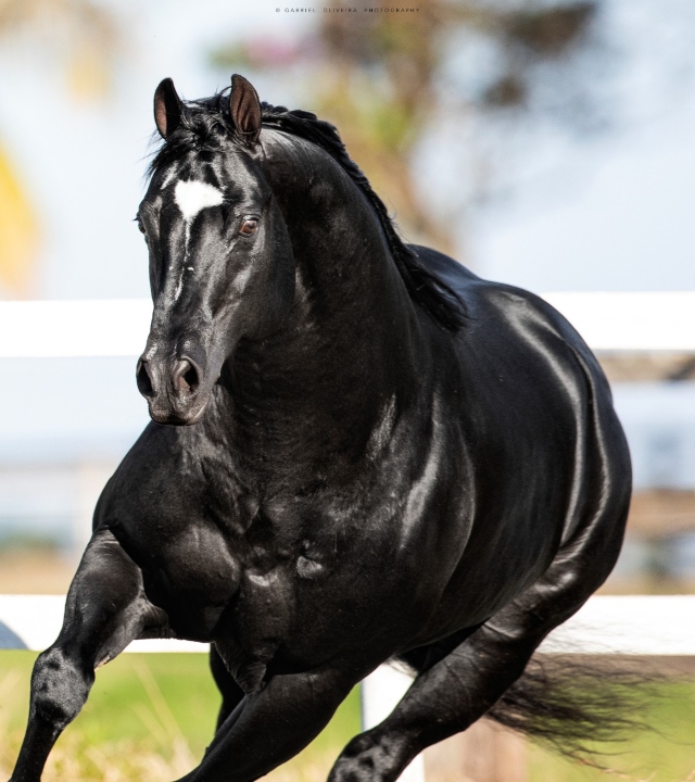 Cavalo Quarto de Milha em uma paisagem rural country