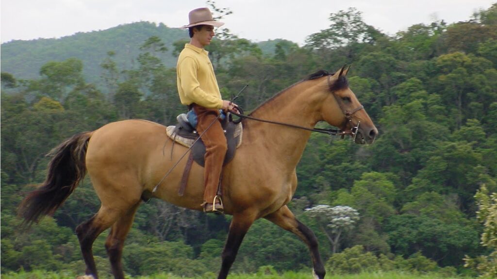 Montaria em cavalos em um campo verdejante ao pôr do sol