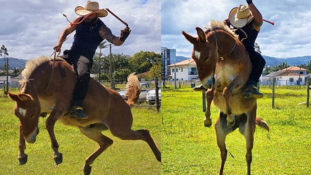 Montaria em Cavalo - Conexão entre cavalo e cavaleiro