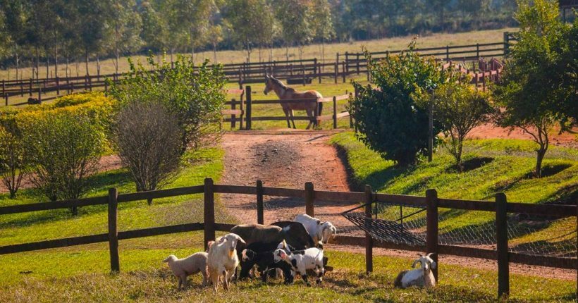 Família se divertindo em uma fazenda com atividades ao ar livre.