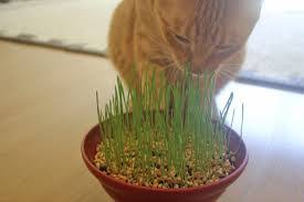 Plantar Trigo para Gatos: Guia Passo a Passo