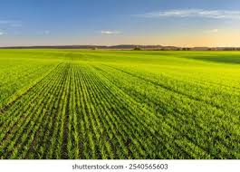 40.038 imagens, fotos stock, objetos 3D e vetores de Plantação de trigo verde | Shutterstock