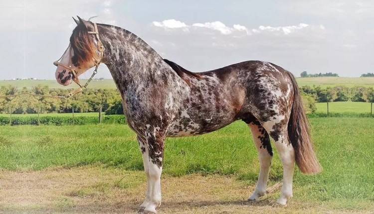 Conheça o cavalo Crioulo, de pelagens encantadoras e uma alma gaúcha — CompreRural
