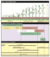 Plantio de trigo: dicas para um cultivo de sucesso