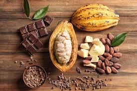 Como plantar cacau: dicas e cuidados para iniciar a lavoura cacaueira - Portal Agro2