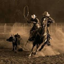 TEAM ROPING (provas equestres pt 4) | 🐴Cavalos🐎 Amino