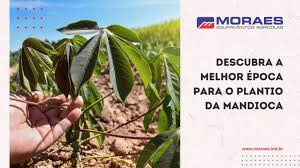 Descubra a melhor época para o plantio da mandioca – Moraes Equipamentos Agrícolas