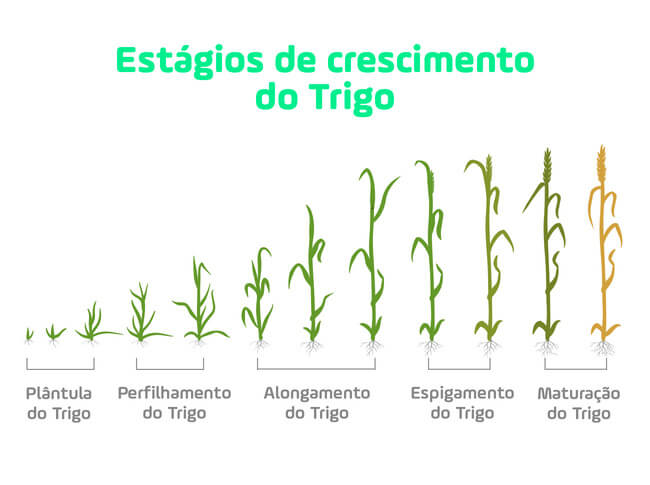 Ciclo do Trigo: do plantio à colheita | Universo AgroGalaxy