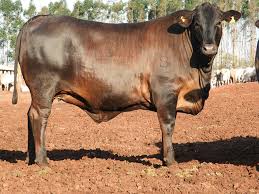 Entenda o 'porquê' da F1 Angus x Nelore ser tão cobiçada - Conteúdo e Notícias do Agronegócio Brasileiro | CompreRura