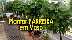 Plantar Parreira de Uvas em Vaso para sua casa