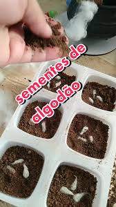 Como Plantar Algodão: Guia Passo a Passo