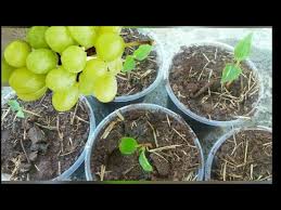 Germinando semente de uva rubi e resultado das mudas # 81