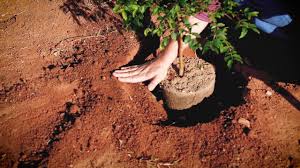 Como plantar árvores frutíferas