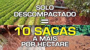 Você Sabia que o Café Tem Potencial de Produzir Mais de 300 Sacas por Hectare? | No Pé do Café