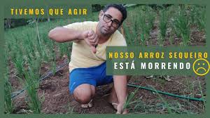 ARROZ DO SECO / ESTAMOS PERDENDO NOSSA ROÇA / VEJA A ALTERNATIVA E MUITO MAIS DICAS DE PLANTIO