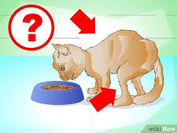 3 Formas de Fazer um Gato Engordar - wikiHow